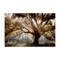 Stupell Industries Sun Streak Through Tree Canvas Wall Art Design by Danita Delimont